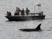 File - In this Dec. 20, 2016, file photo, whales are seen off the coast of Long Beach, Calif., from the La Espada whale watching ship from Harbor Breeze Cruises. The Trump administration on Monday, June 12, 2017, threw out a new rule intended to limit the numbers of endangered whales and sea turtles getting caught in fishing nets off the West Coast, even though the fishing industry had proposed the measure.