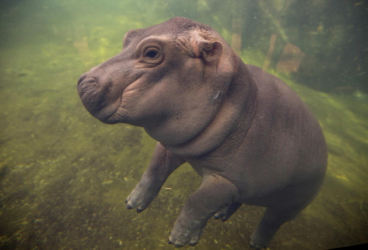 Fiona made her debut to the media May 31 in Hippo Cove at the Cincinnati Zoo and Botanical Garden in Cincinnati.