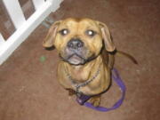 This undated photo obtained by The Associated Press shows Desmond, a dog that was beaten, starved and strangled in Connecticut in 2012 by his owner, Alex Wullaert, who admitted to the violence but avoided jail time under a probation program for first-time offenders. Animal rights advocates, who strongly objected to the ruling, used this photo on T-shirts and posters as they pushed for better legal advocacy for abused animals. With the passage of "Desmond's Law" in 2016, Connecticut became the first state to allow court-appointed lawyers and law students to advocate for animals in cruelty and abuse cases.