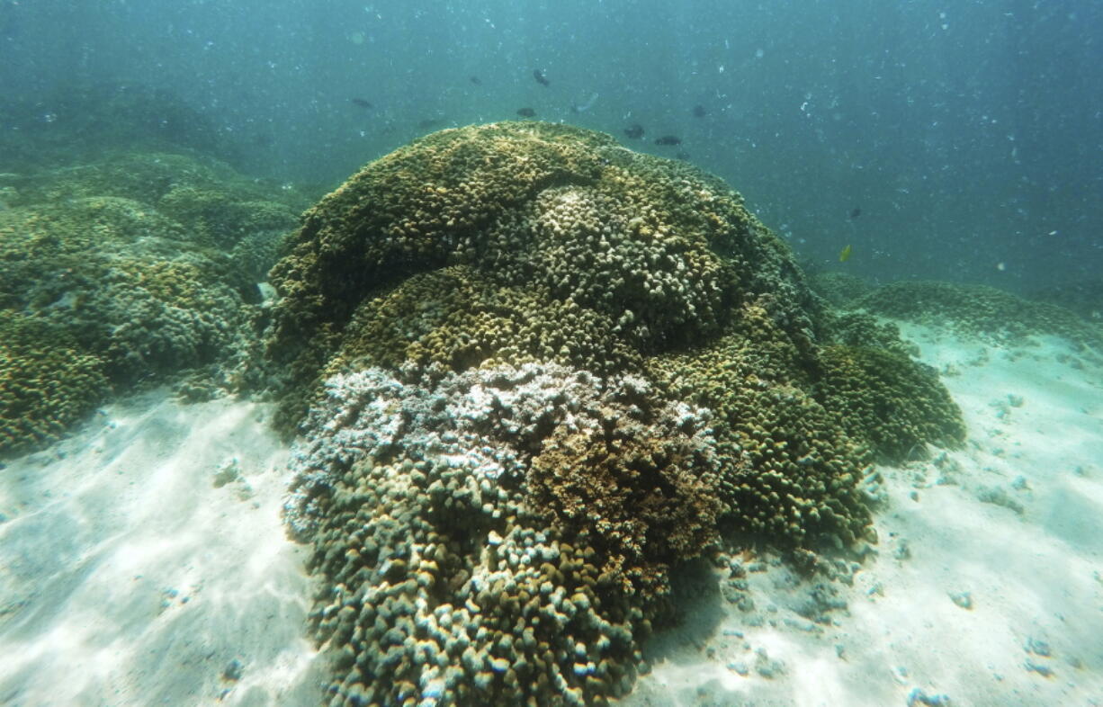 Fish swim over a patch of bleached coral in Hawaii’s Kaneohe Bay off the island of Oahu. American scientists announced June 19 that a record global coral reef bleaching event has finally ended after three deadly years. About three-quarters of the world’s delicate coral reefs were damaged or killed by hot water in what scientists say was the largest coral catastrophe in severity, time and amount of area affected.