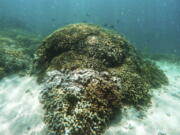 Fish swim over a patch of bleached coral in Hawaii’s Kaneohe Bay off the island of Oahu. American scientists announced June 19 that a record global coral reef bleaching event has finally ended after three deadly years. About three-quarters of the world’s delicate coral reefs were damaged or killed by hot water in what scientists say was the largest coral catastrophe in severity, time and amount of area affected.