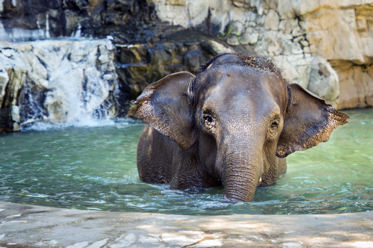 Shaunzi in her compound at the zoo in Fresno, Calif.