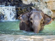 Shaunzi in her compound at the zoo in Fresno, Calif.