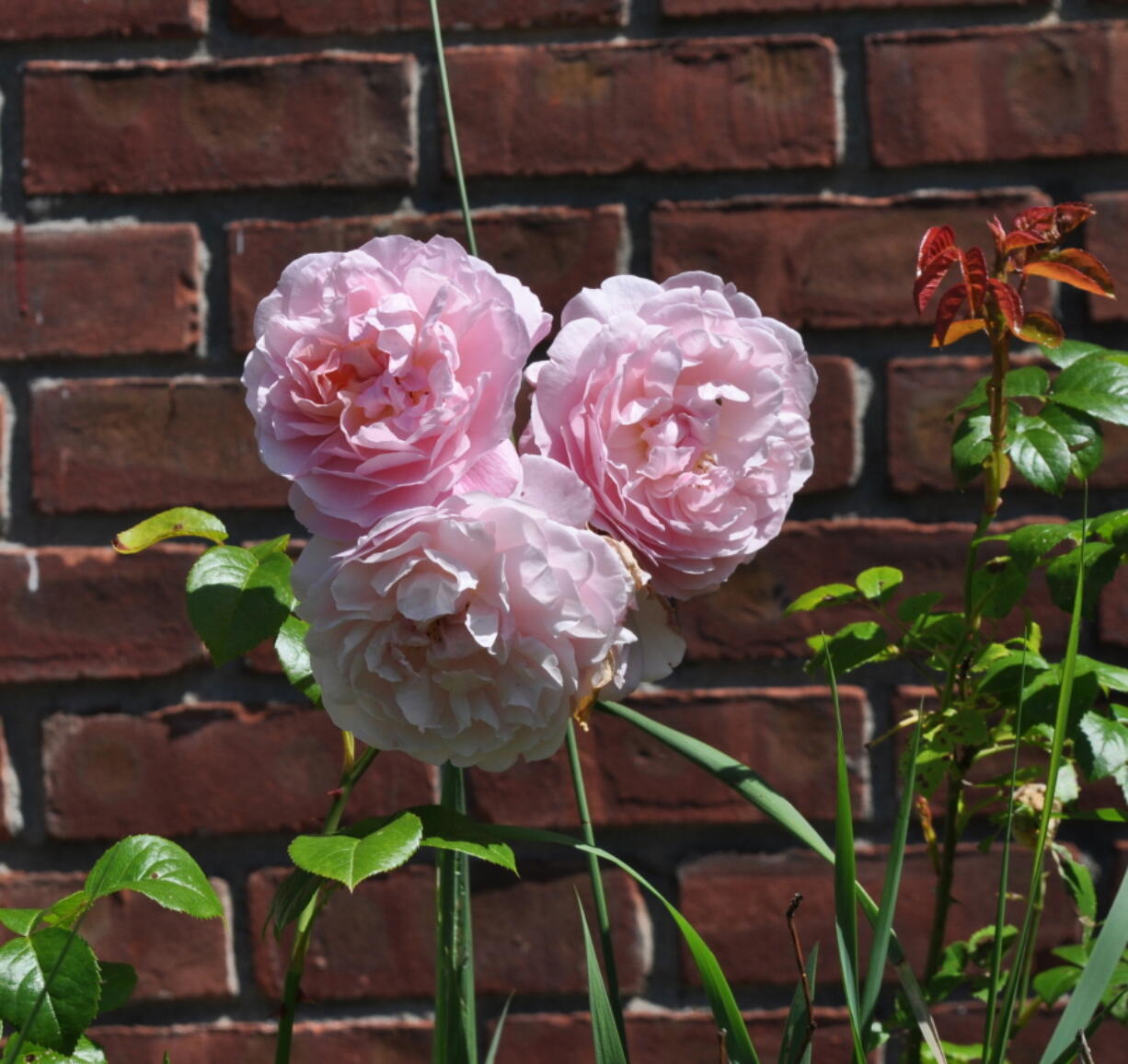 Blossoms of Strawberry Hill rose in New Paltz, N.Y. From breeder David Austin comes Strawberry Hill rose, which is one of many modern shrub roses that captures the look and fragrance of old-fashioned roses with today’s sought-after repeat-blooming and disease resistance.