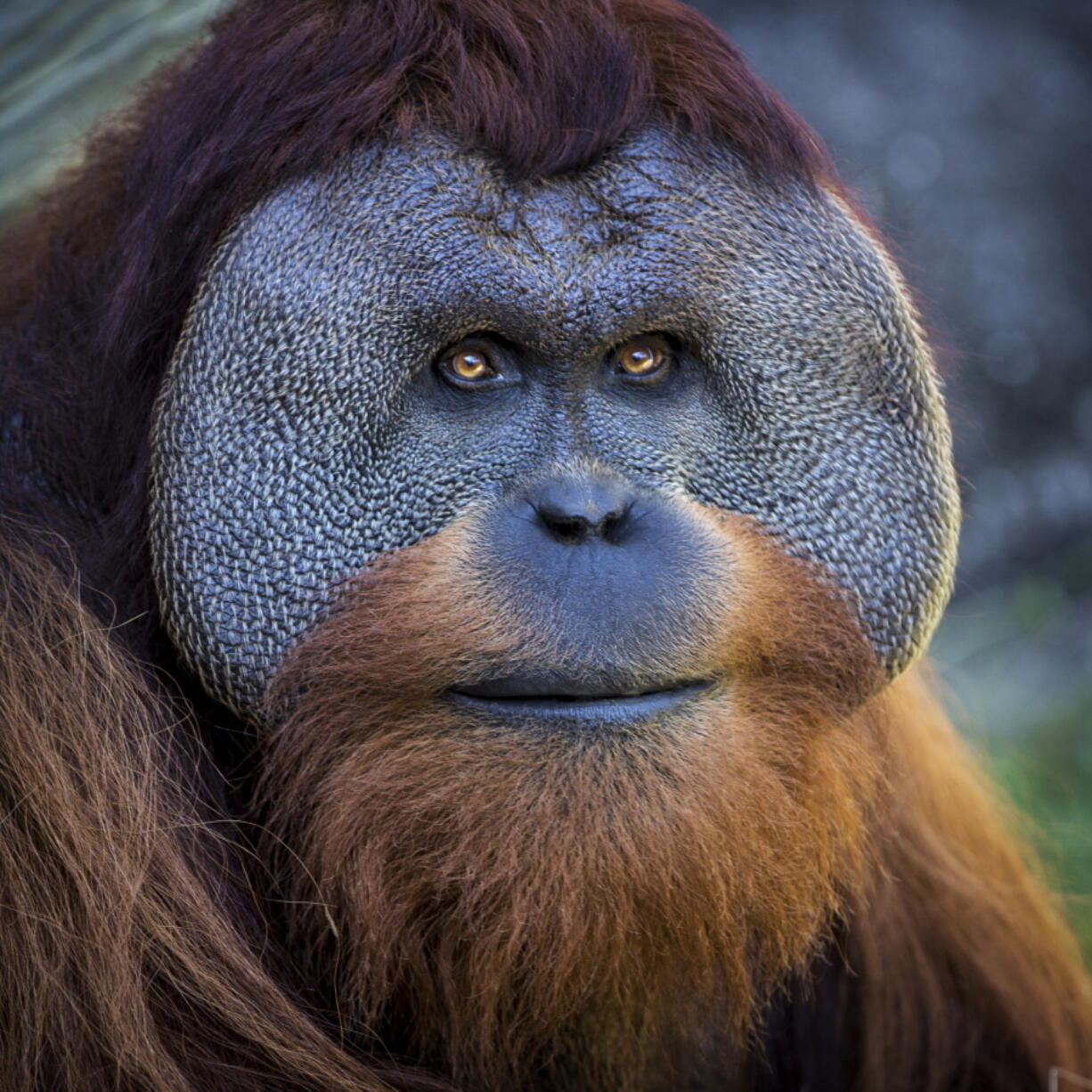 Berani, a male Sumatran orangutan who has been at Audubon Zoo in New Orleans.