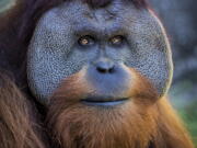 Berani, a male Sumatran orangutan who has been at Audubon Zoo in New Orleans.