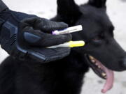 Massachusetts State Police Trooper Brian Cooper displays a dosage of Naloxone during a training session with his K-9 Drako in Revere, Mass.