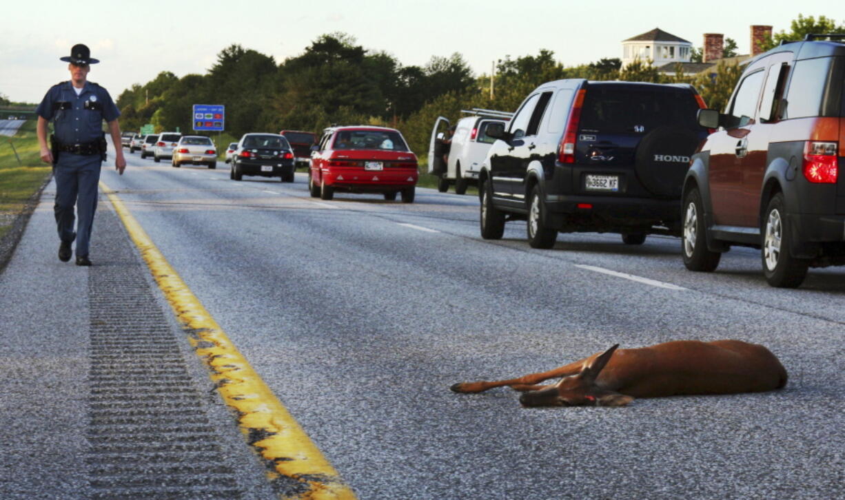 A wounded deer lies in the road after being hit by a car on the northbound lane of Interstate 295 near Freeport, Maine. In Oregon, under a bill passed by the Legislature and signed by the governor, motorists who crash into the animals can now harvest the meat for human consumption.