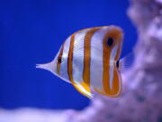 A Copperband Butterfly fish swims in a saltwater tank and is available for sale at Dallas North Aquarium in Dallas, Texas.