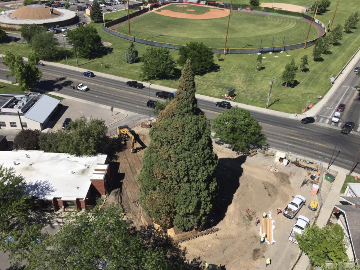 An aerial view shows heavy machinery used by workers as they pruned the roots, built a burlap, plywood and steel-pipe structure to contain the rootball Thursday so they can move the roughly 100-foot sequoia tree in Boise, Idaho. The sequoia tree sent more than a century ago by naturalist John Muir to Idaho and planted in a Boise medical doctor’s yard has become an obstacle to progress. So the 98-foot sequoia planted in 1912 and that’s in the way of a Boise hospital’s expansion is being uprooted and moved about a block to city property this weekend.