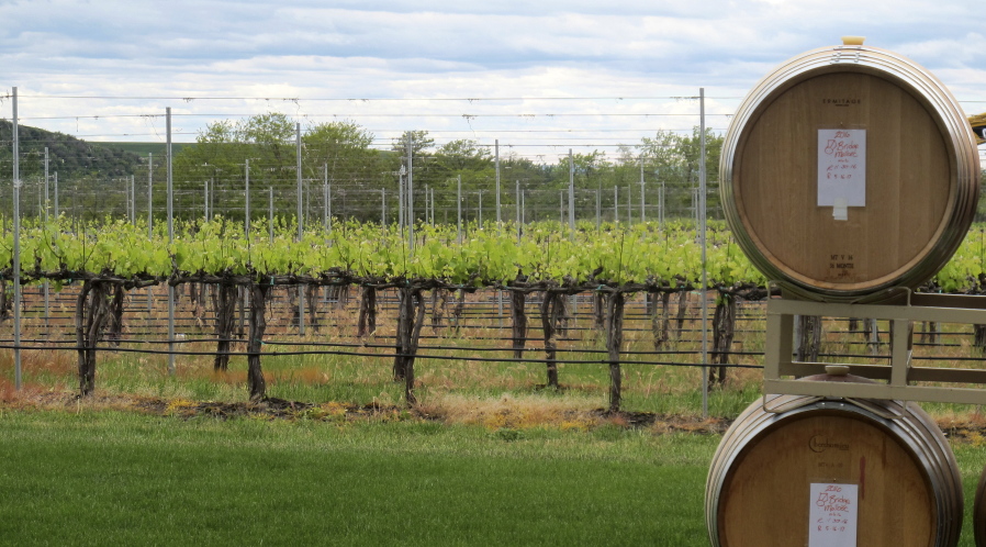 In this photo taken May 17, 2017, wine barrels are shown at a vineyard adjacent to the Walla Walla Vintners winery in Walla Walla, Wash. The remote southeastern Washington town of Walla Walla - which used to be best known for sweet onions and as home of the state penitentiary - has now reinvented itself into a center of premium wines and wine tourism. (AP Photo/Nicholas K.