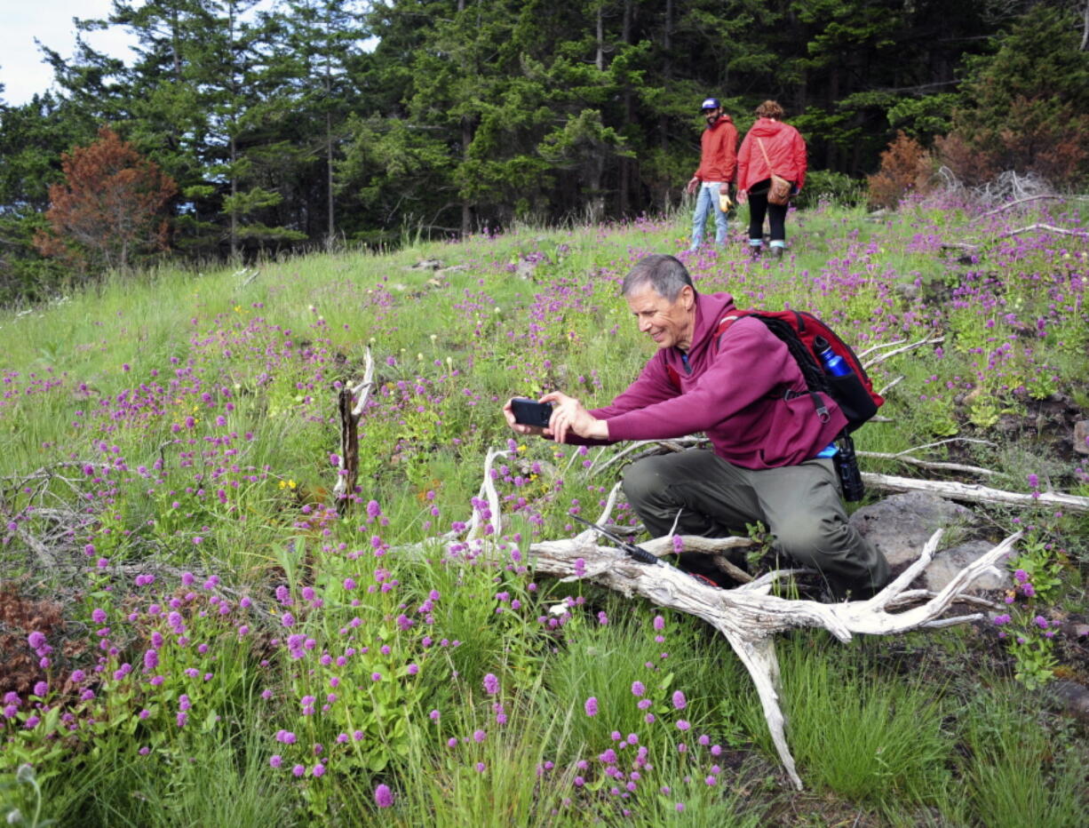 Deception Pass State Park Manager Jack Hartt takes a picture of Seablush, a native wildflower during a work party at Hope Island.