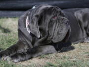 Martha, a Neapolitan Mastiff, from Sebastopol, Calif., waits for the start of the World’s Ugliest Dog Contest at the Sonoma-Marin Fair on Friday in Petaluma, Calif.