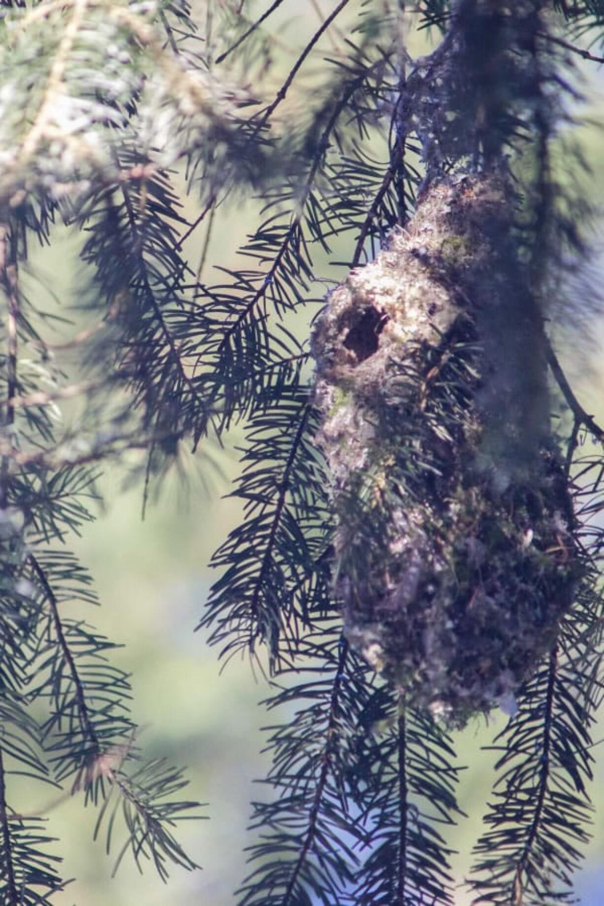 A pendulous bushtit nest hangs in a Douglas fir tree.