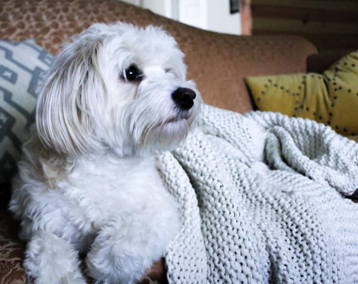 A dog watches TV while relaxing on the couch.