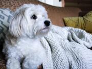 A dog watches TV while relaxing on the couch.