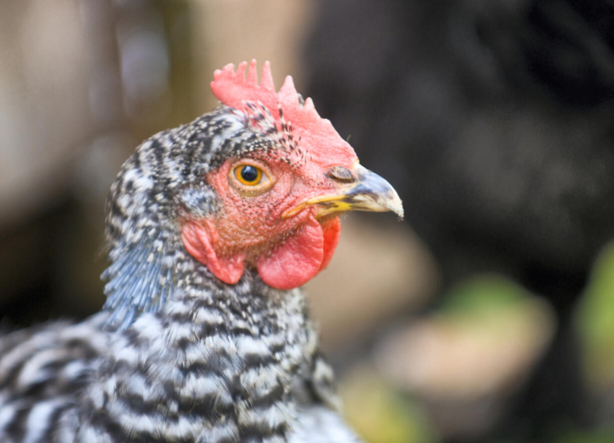 Chickens at Toree Hiebert’s home in Vancouver help provide eggs and their droppings enrich her garden backyard Thursday, November 20, 2008. Battle Ground debates a livestock ordinance; a look also at what neighboring cities say about keeping poultry and livestock in an urban/suburban residence. (The Columbian/ N.