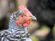 Chickens at Toree Hiebert’s home in Vancouver help provide eggs and their droppings enrich her garden backyard Thursday, November 20, 2008. Battle Ground debates a livestock ordinance; a look also at what neighboring cities say about keeping poultry and livestock in an urban/suburban residence. (The Columbian/ N.