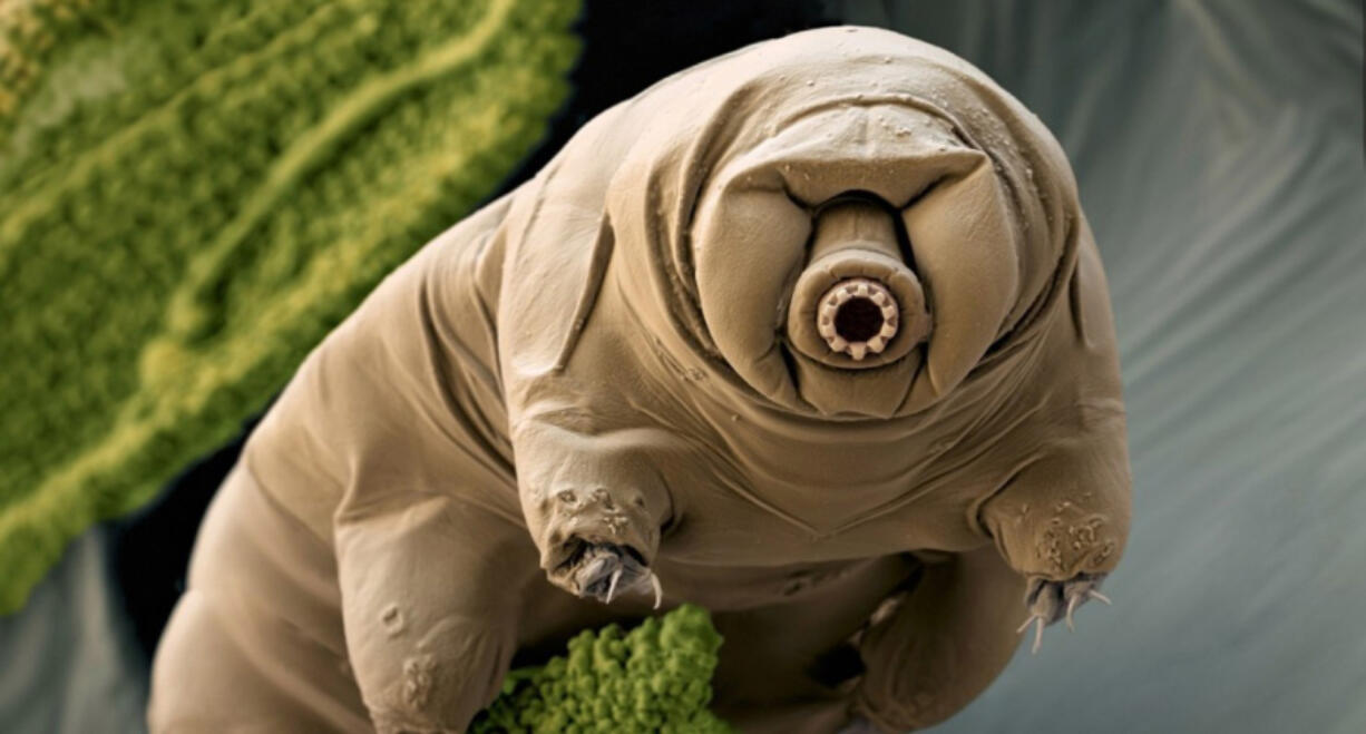 Some species of microscopic tardigrades, such as this water bear, live in moss.