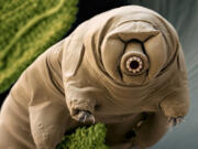 Some species of microscopic tardigrades, such as this water bear, live in moss.