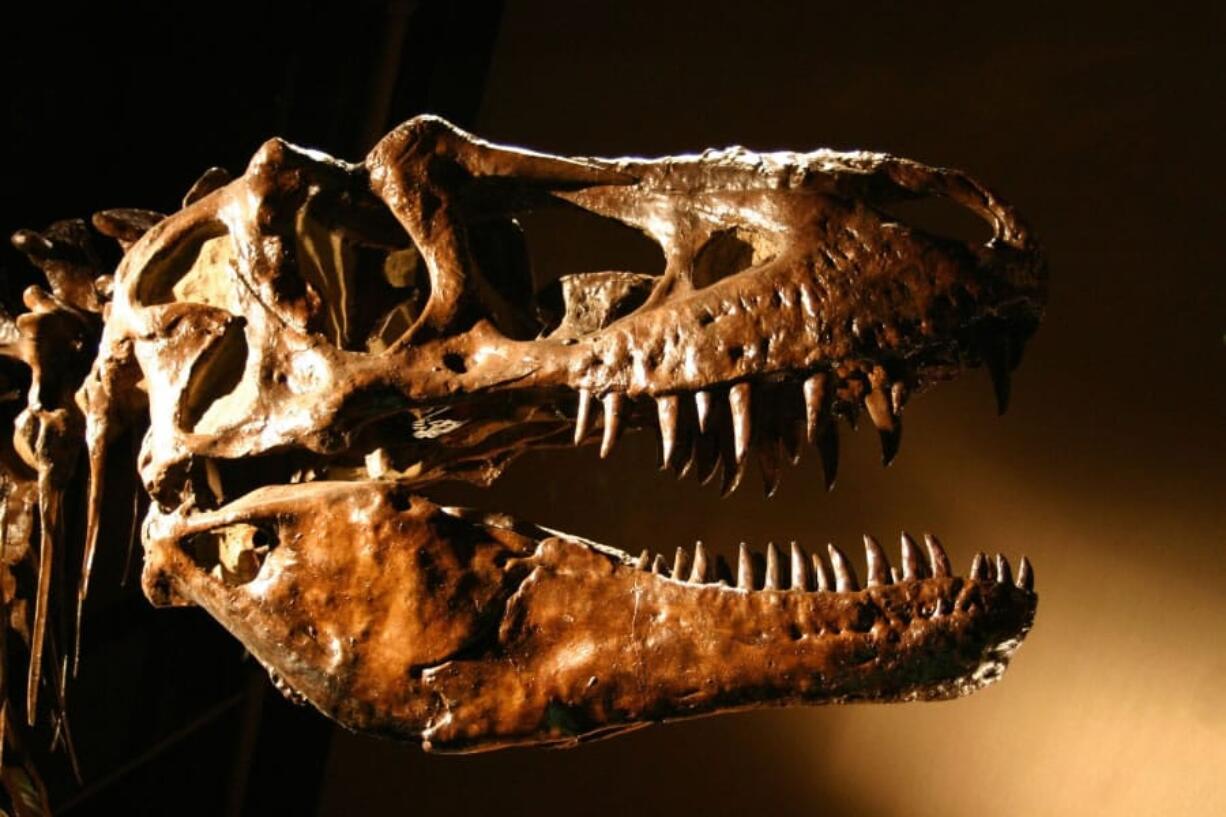 A T. rex used its teeth like a jackhammer to fracture bone and get food other predators couldn’t access.