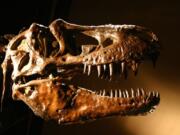 A T. rex used its teeth like a jackhammer to fracture bone and get food other predators couldn’t access.