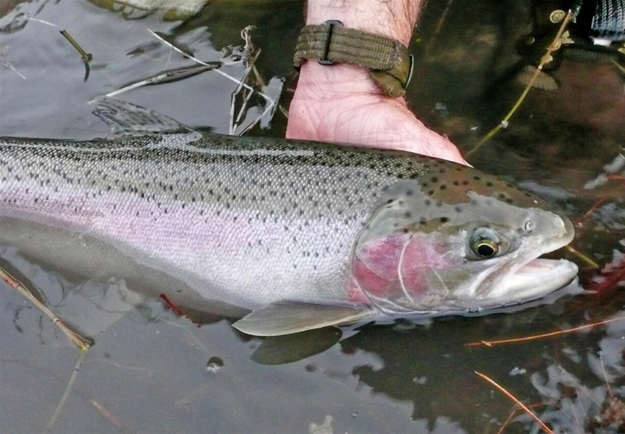 Steelhead, like this one photographed in early March 2008, are one of Idaho's most prized game fish.