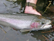 Steelhead, like this one photographed in early March 2008, are one of Idaho's most prized game fish.