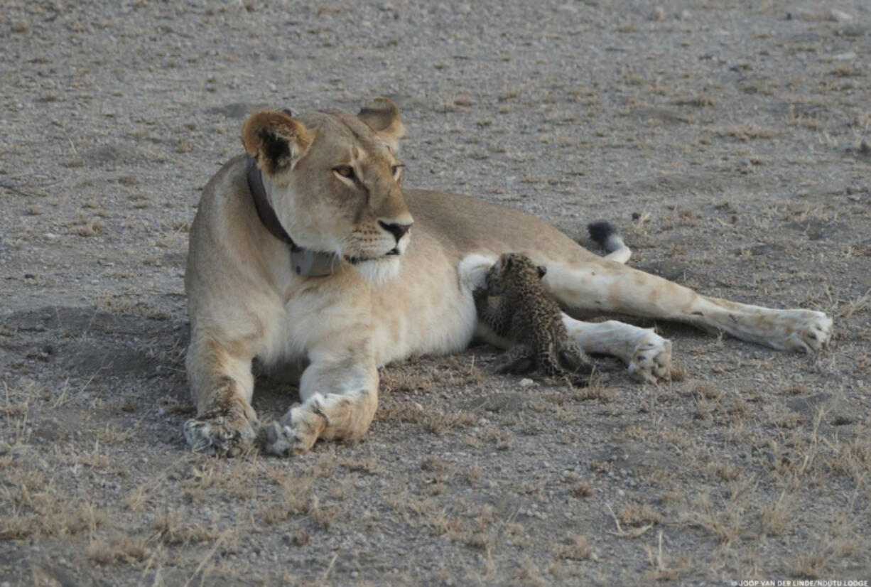 A leopard cub nurses from a lioness known as Nosikitok in Tanzania’s Ngorongoro Conservation Area.