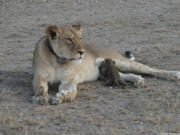 A leopard cub nurses from a lioness known as Nosikitok in Tanzania’s Ngorongoro Conservation Area.