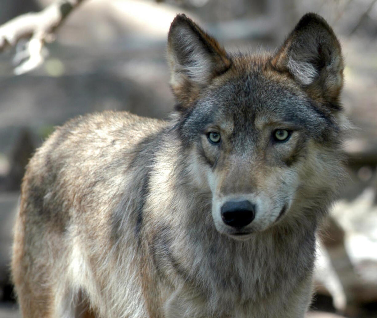 Washington state plans to kill members of the Smackout wolf pack, which officials say has preyed on livestock in Stevens County four times since September.