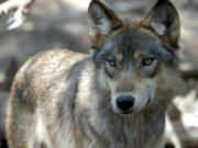 Washington state plans to kill members of the Smackout wolf pack, which officials say has preyed on livestock in Stevens County four times since September.