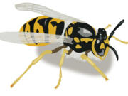 illustration of a yellow jacket by Ray Grumney.