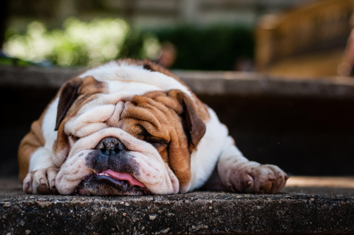 Despite their noisy breathing and health problems, flat faced dogs are consistent favorites among dog lovers.