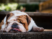 Despite their noisy breathing and health problems, flat faced dogs are consistent favorites among dog lovers.