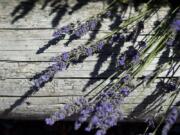 Lavender leans against a log during the annual Lavender Festival at the Heisen House Vineyards in Battle Ground on Saturday.