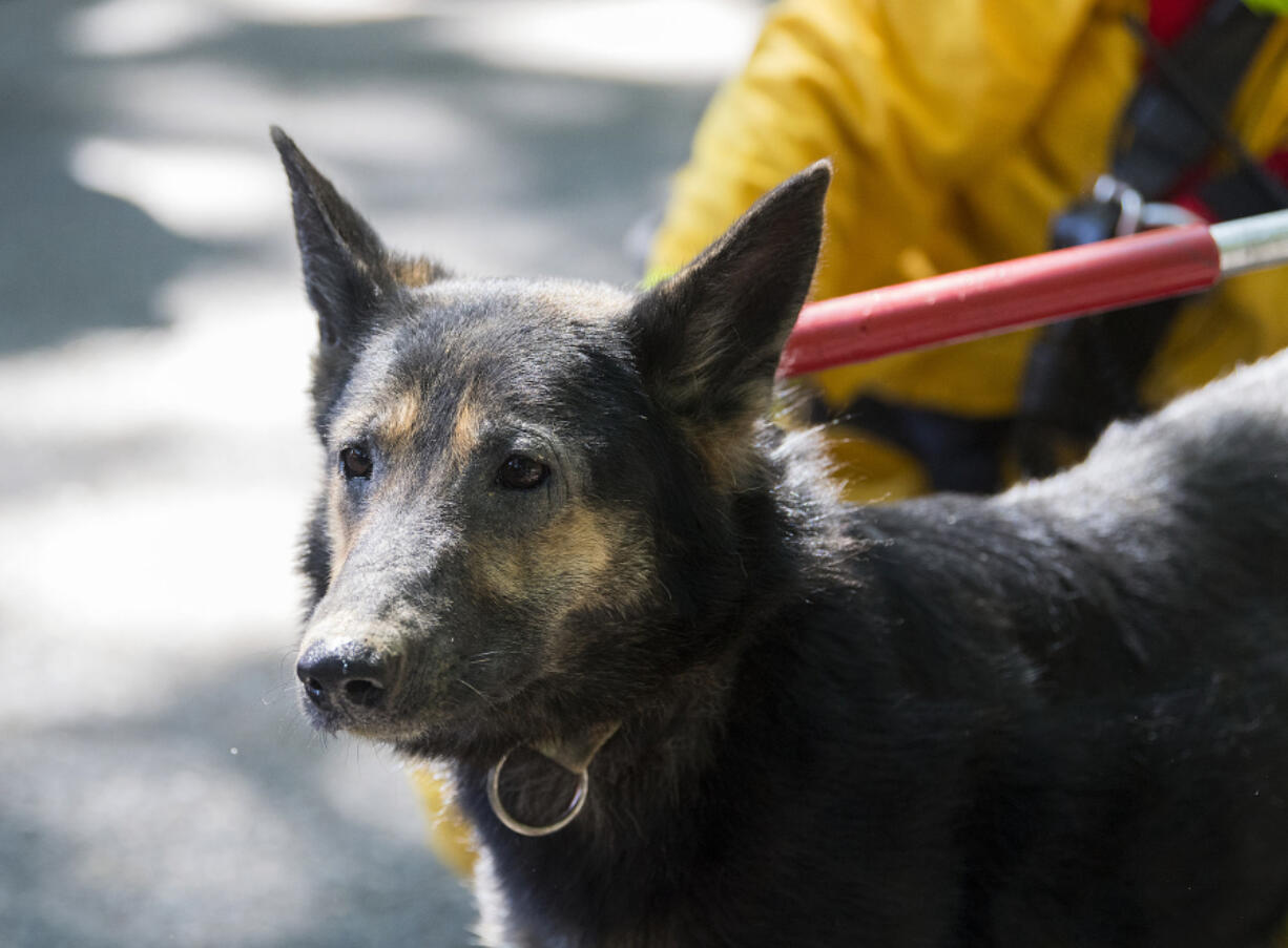 Camas-Washougal Fire Department officers rescued this dog, thought to be a 5-year-old German Shepherd mix, from a canyon on Thursday, and Friday morning the dog was reunited with her family, who picked her up from the West Columbia Gorge Humane Society. She was missing since Sunday.