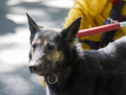 Camas-Washougal Fire Department officers rescued this dog, thought to be a 5-year-old German Shepherd mix, from a canyon on Thursday, and Friday morning the dog was reunited with her family, who picked her up from the West Columbia Gorge Humane Society. She was missing since Sunday.