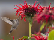 A hummingbird sips from a bee balm flower in Sara Mae Egli’s organic garden in Orchards.