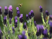 A bee makes its morning rounds pollinating Spanish Lavender.