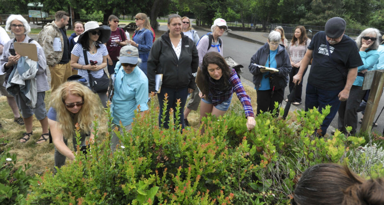 Participants of an Intro to Urban Foraging workshop Saturday morning pick salal berries from bushes at Columbia Springs in Vancouver. The berries were among the dozens of plants, trees and berries participants learned are growing in urban areas of the county and are safe to eat.