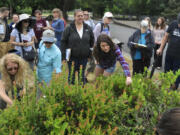 Participants of an Intro to Urban Foraging workshop Saturday morning pick salal berries from bushes at Columbia Springs in Vancouver. The berries were among the dozens of plants, trees and berries participants learned are growing in urban areas of the county and are safe to eat.