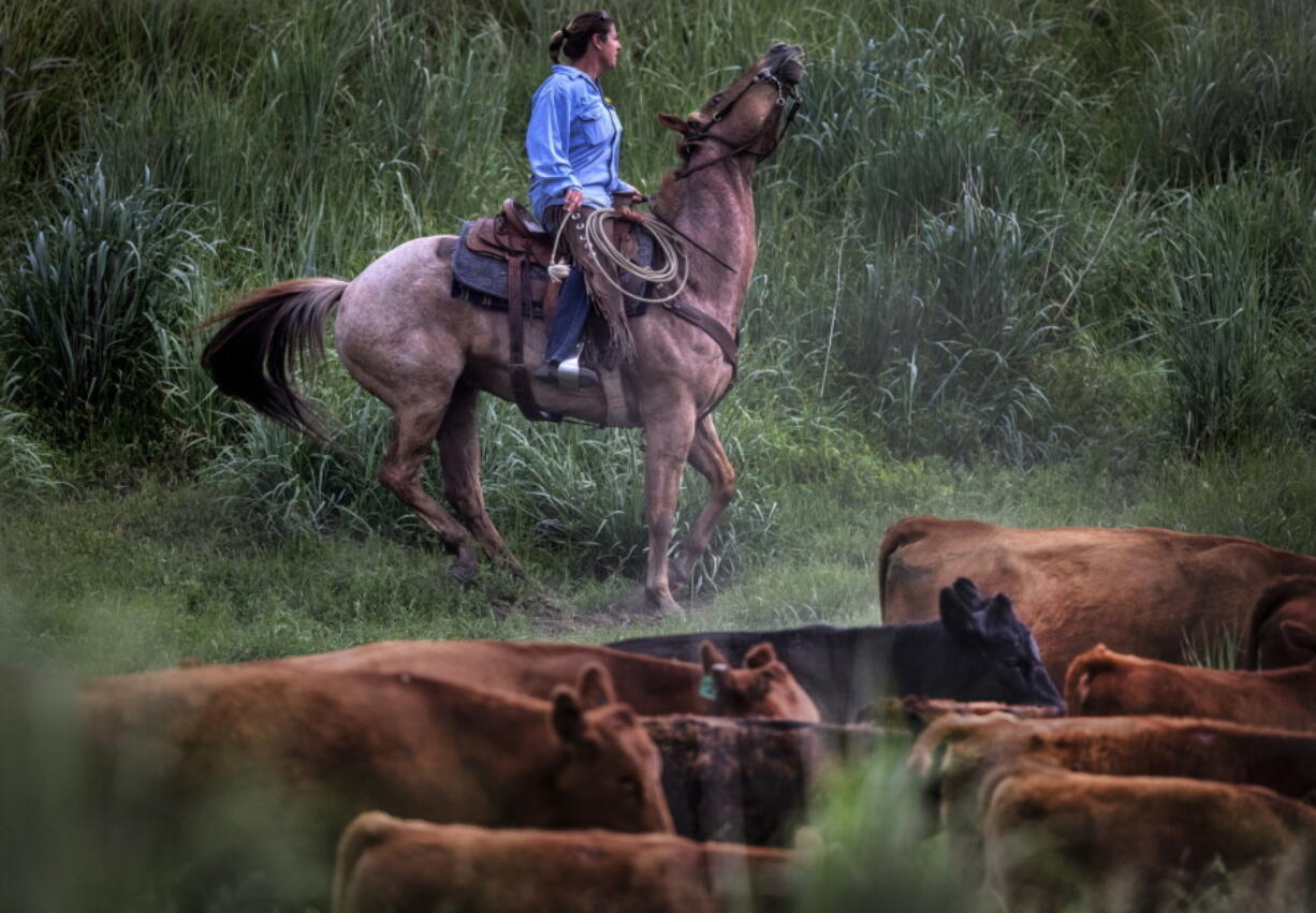 Rancher Rhonda DalBalcon moves her cattle June 7 using her horse, a dog and her voice near Colville The cattle are headed from leased, privately owned pasture to summer grazing in the Colville National Forest.