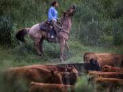 Rancher Rhonda DalBalcon moves her cattle June 7 using her horse, a dog and her voice near Colville The cattle are headed from leased, privately owned pasture to summer grazing in the Colville National Forest.