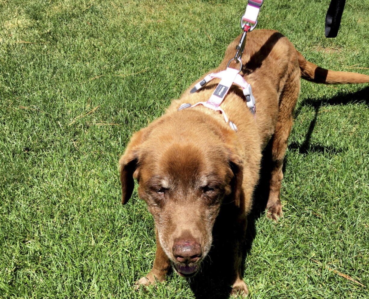 Mo, an elderly Chesapeake Bay Lab in Garden Valley, Idaho, who wandered away from her owners during a hunting trip in September. Mo is back home after nine months and a brutal winter alone in the Idaho mountains.