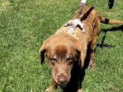 Mo, an elderly Chesapeake Bay Lab in Garden Valley, Idaho, who wandered away from her owners during a hunting trip in September. Mo is back home after nine months and a brutal winter alone in the Idaho mountains.