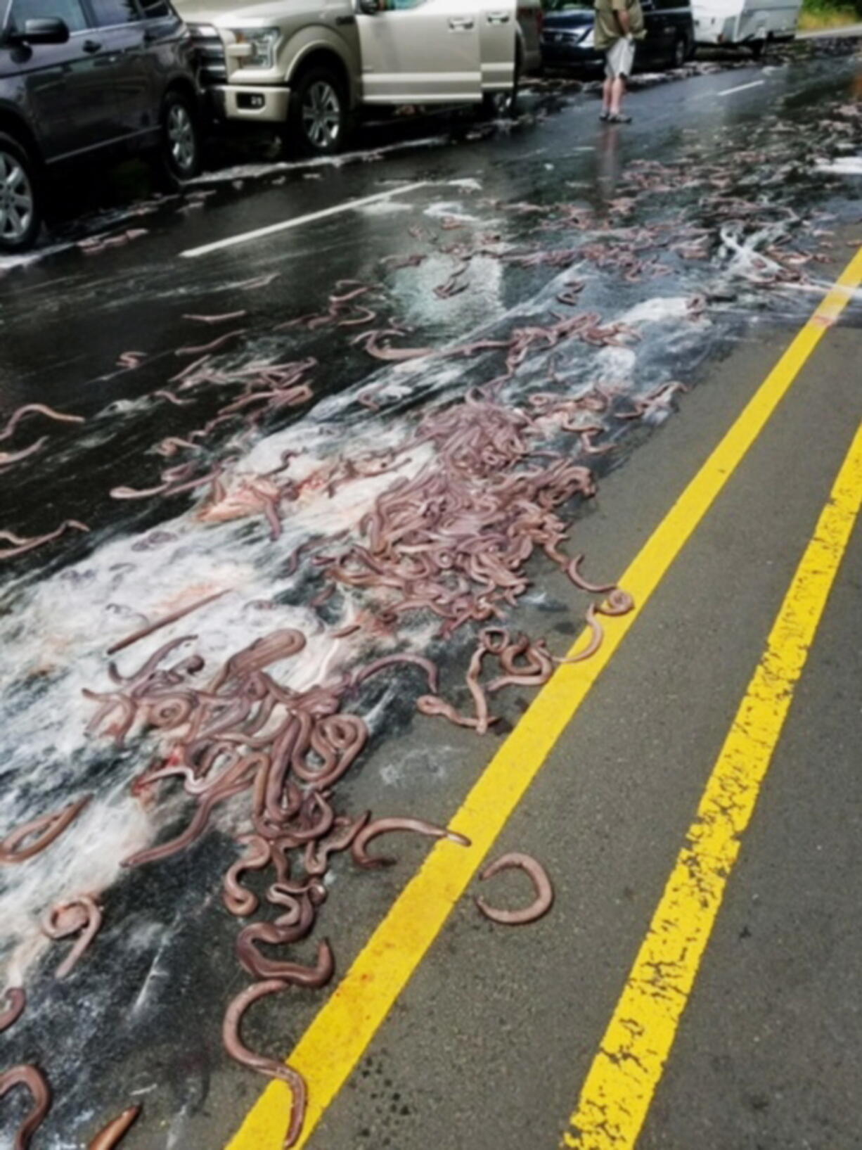 Eels cover Highway 101 after a truck hauling them lost its load in Depoe Bay, Ore.