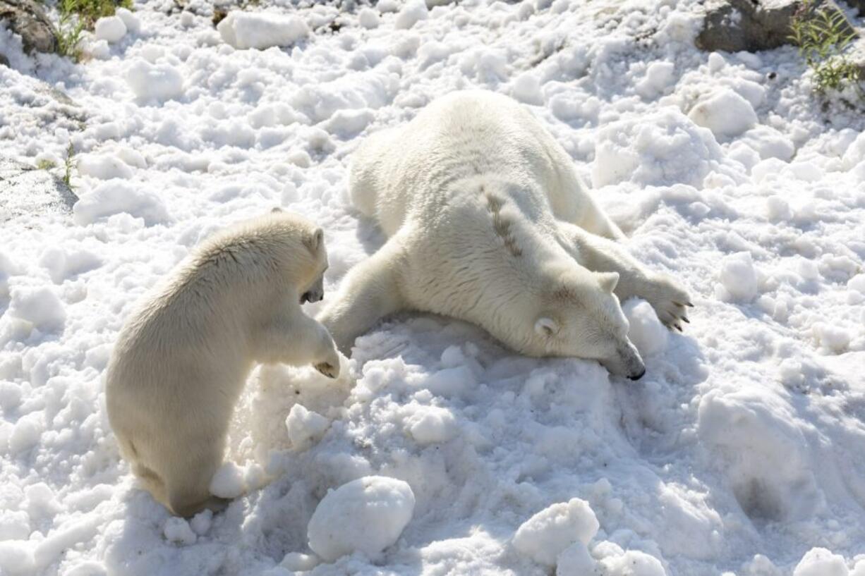 Polar bear Venus, right, and her 8-month-old cub of the Ranua Zoo enjoy the snow in the polar bear’s enclosure in Ranua, Finnish Lapland on Wednesday, July 26, 2017. The snow was donated to the Ranua Wildlife Park by the Ruka ski center some 150 kilometers (90 miles) away, to help cool down the polar bears in temperatures of around 24 degrees Celsius (75 F), but were expected to cool down by weekend.