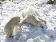 Polar bear Venus, right, and her 8-month-old cub of the Ranua Zoo enjoy the snow in the polar bear’s enclosure in Ranua, Finnish Lapland on Wednesday, July 26, 2017. The snow was donated to the Ranua Wildlife Park by the Ruka ski center some 150 kilometers (90 miles) away, to help cool down the polar bears in temperatures of around 24 degrees Celsius (75 F), but were expected to cool down by weekend.