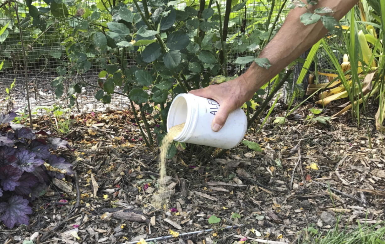 This undated photo shows fertilizer being spread on the soil in New Paltz, N.Y. Fertilizer, if needed, can be applied in summer, but not too late in the season or plants might not harden off sufficiently for winter cold.